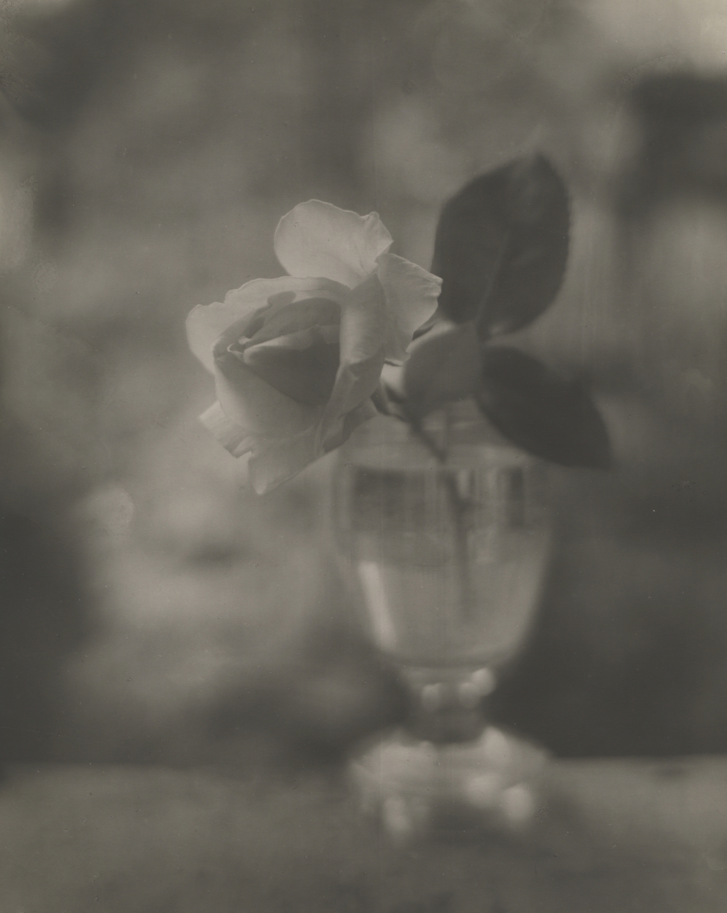 Joseph Sudek - Untitled (White Rose in Vase), 1951 - Howard Greenberg Gallery - 2019