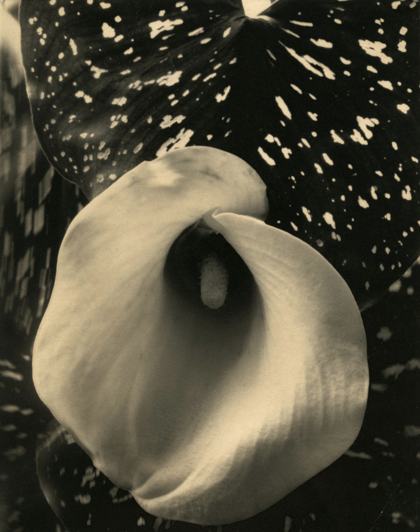 Edward Steichen  Calla Lily, c.1921  Palladium print; printed c.1921  10 x 8 inches